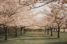 spring cherry trees 