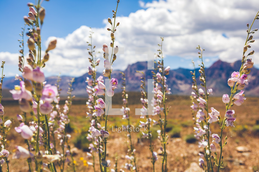 wildflowers in bloom in the desert 