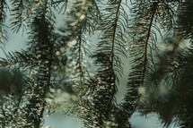 green spruce needles 