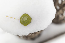 green leaf on snow-covered log