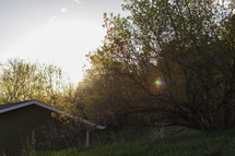 old shed and sunburst through trees 