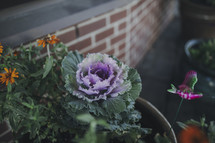 cabbage plant in a fall planter 
