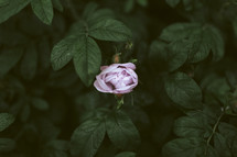 pink rose and green leaves 
