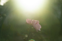 a close up of a single pink rose with sun flare