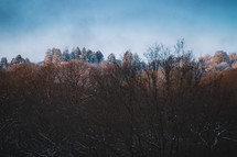 Snowy mountain forest in the evening