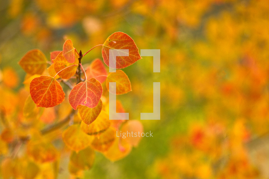 Orange Aspen leaves in the fall with a yellow and green background