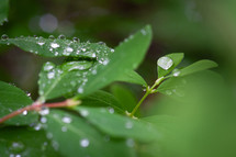 Water droplets on a plant