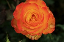 wet orange rose 