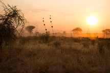 sunset over the savanna