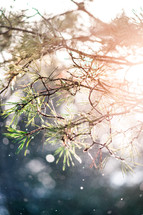 pine tree and sunlight in falling snow 