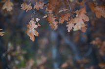brown oak leaves 