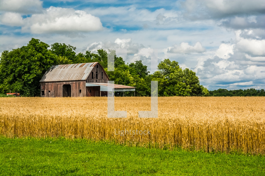 old barn and a field of wheat 
