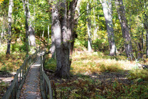 wooden path in a forest 