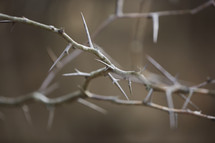 close up of thorns 