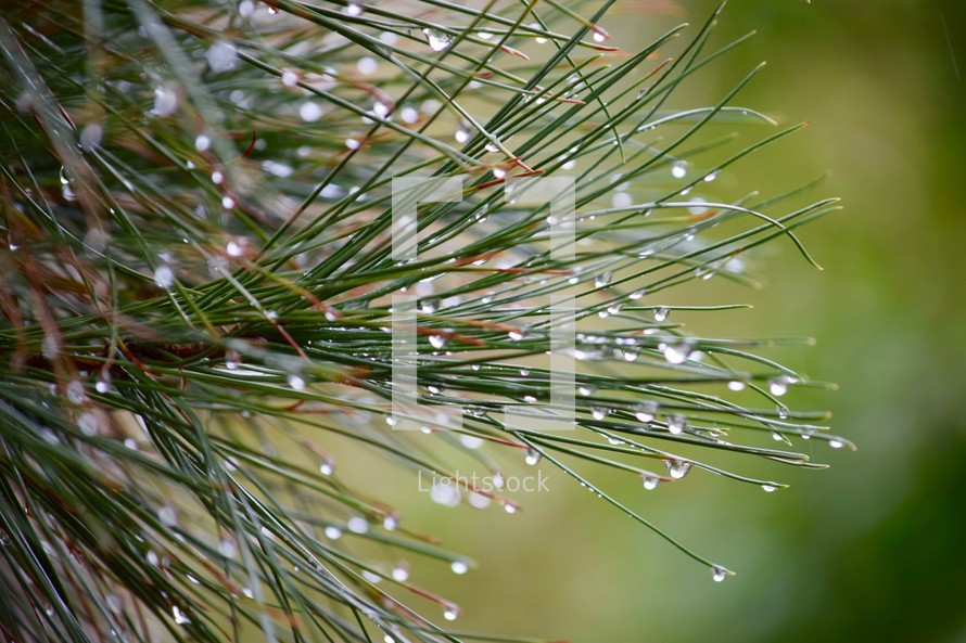 wet pine needles 