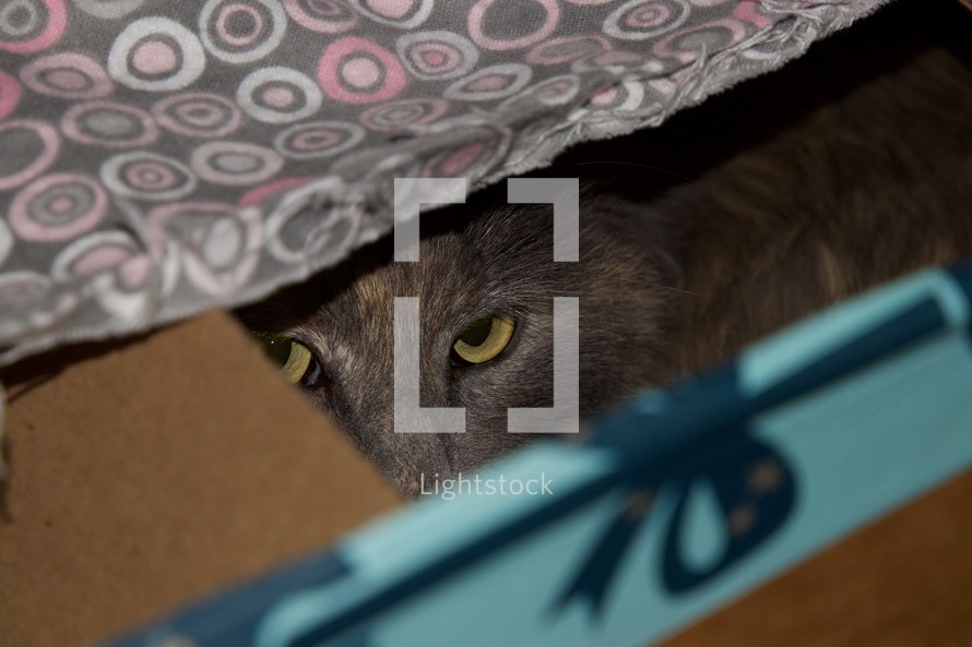 cat hiding in a box 