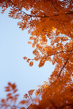 orange leaves