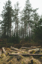 logs in a forest 