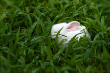 Cute white rabbit sleeping in green grass.