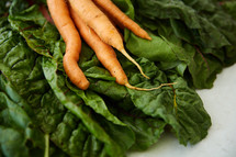 carrots and lettuce 