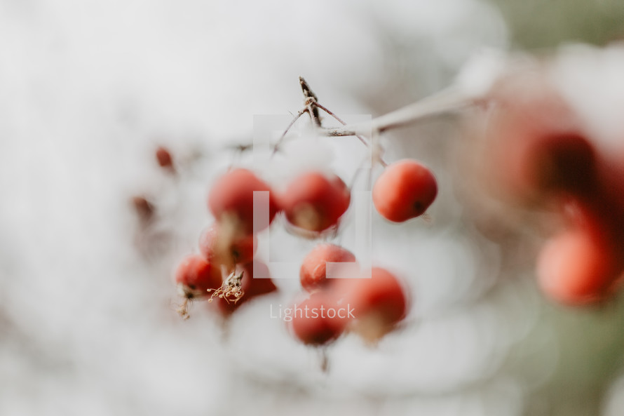 shallow focus berries with snow and branches
