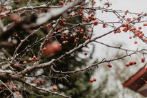 branches with berries and snow