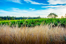 field of overgrown grasses 