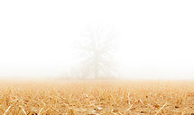 tree through the fog and dead grass in a field