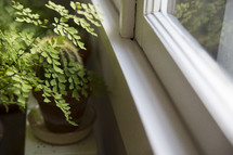 Potted plants in front of a windowsill.