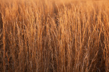 field of tall brown grasses at sunset 