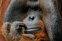 face of an orangutan 