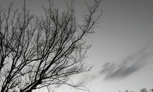 The bare trees stretch out to the winter sky looking forward to Spring to bring new life to its branches. 