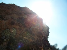 lichen growing on a rock