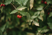 possumhaw berries