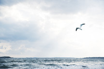 seagulls over an ocean 
