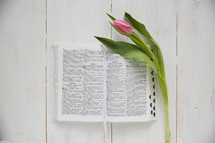 tulip on the pages of a Bible 