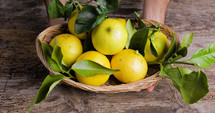 Bergamot yellow fruit from Calabria Italy
