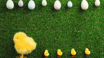 Easter background with eggs and chicks