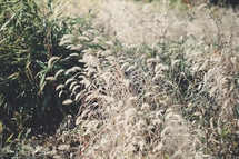 brown grasses and bushes 