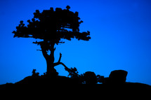 silhouette of a tree against a blue background 