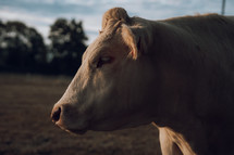 Large white cow side profile, farm animal, livestock meadow field photo