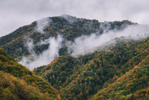 Foggy mountain forest in autumn