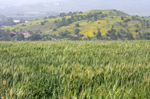 green wheat field on the hills above the sea of Galilee