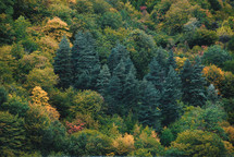 Spruce trees in the colorful autumn forest