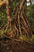 tree roots in Hawaii 