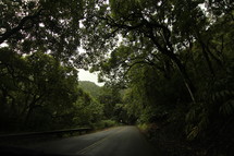 road through a forest in Hawaii 