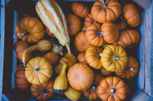 mini pumpkins and gourds 