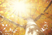sunlight through the branches and fall leaves of a tree 