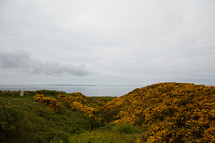 landscape at the top of cliffs along a shoreline 