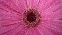 close-up of a pink gerber daisy
